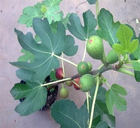 無花果 種|盆栽無花果的種植方法 